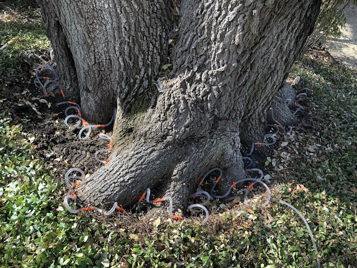 Detailed Tree Cabling and Bracing job site in Woolford